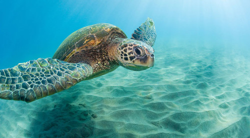 Hawaii-Turtle