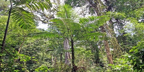 tress at rainforest